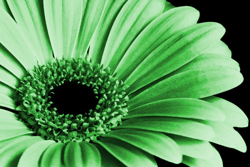 Close up photo of green petal flower free image download