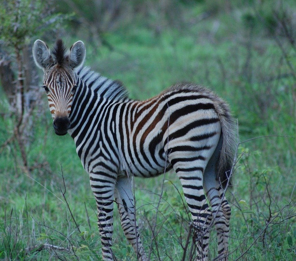 Little zebra in safari free image download