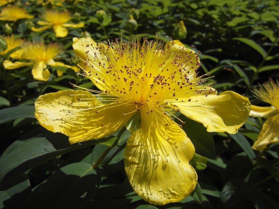 Large cup yellow flower free image download