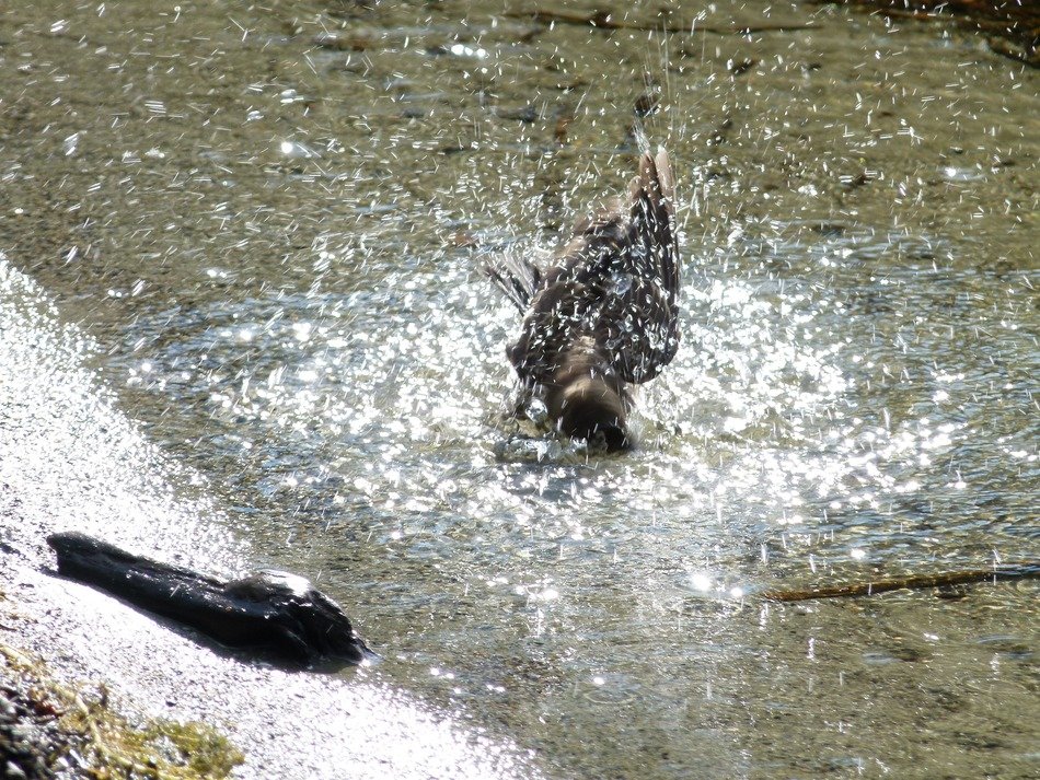 Bird bathing in the water free image download