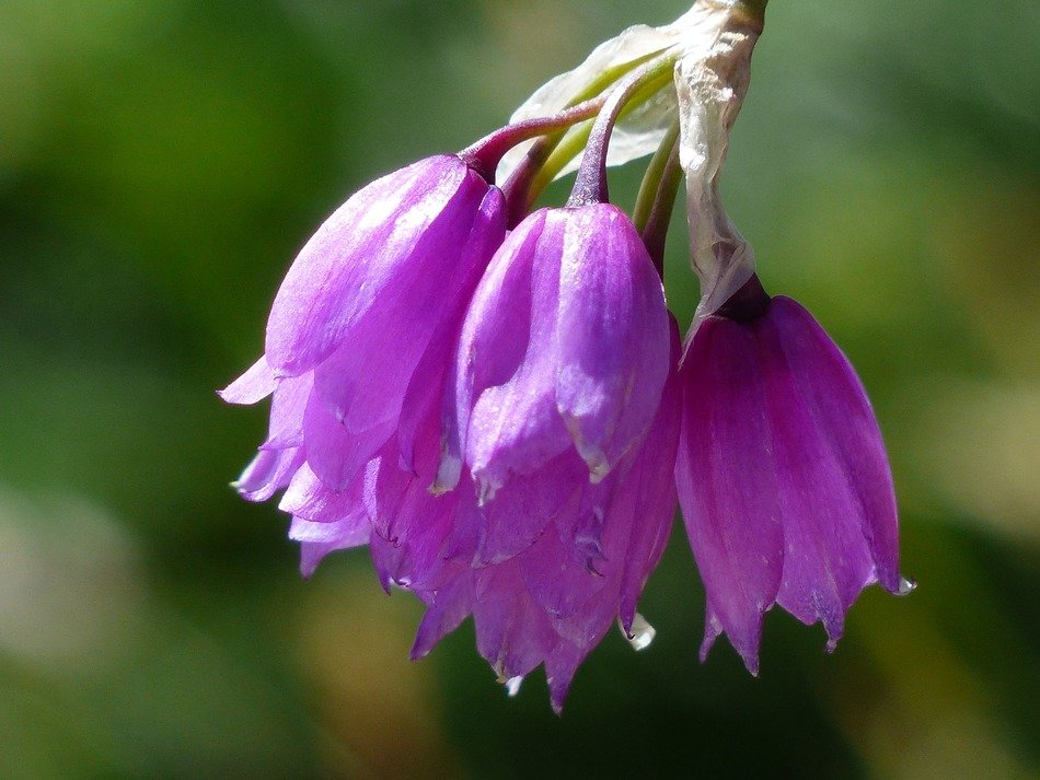 Purple flowers like bells free image download