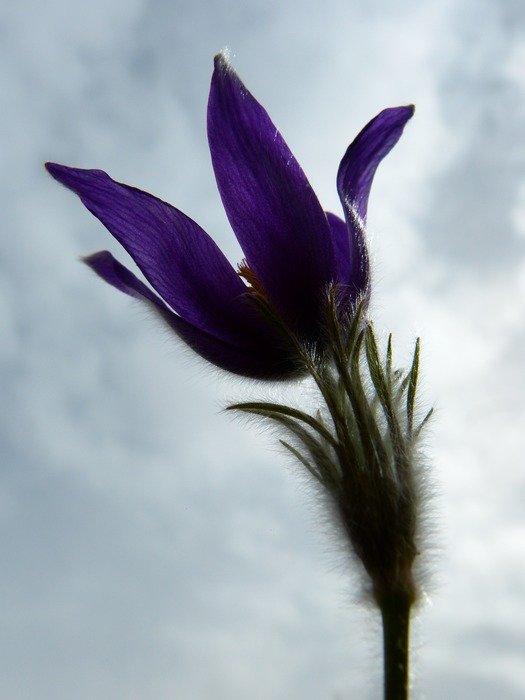 Bright blue flowering dreamgrass free image download