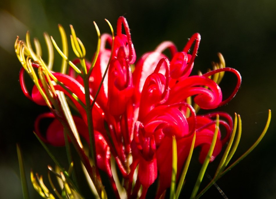 Grevillea flower floral bloom free image download