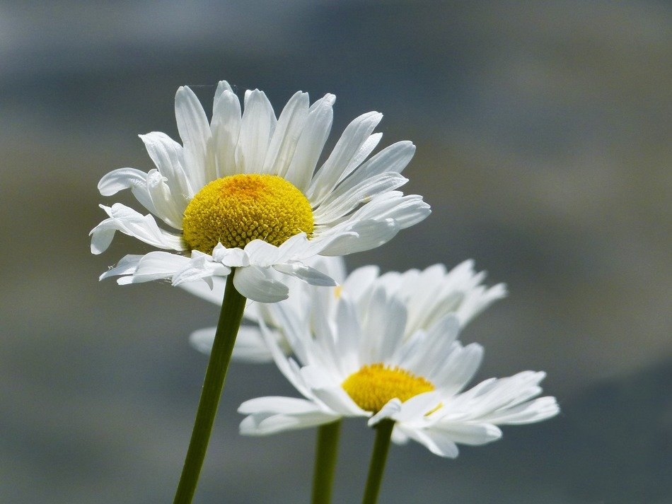 Wild daisies flowers free image download