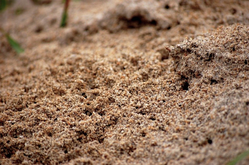 Ant insect nature ants pile free image download