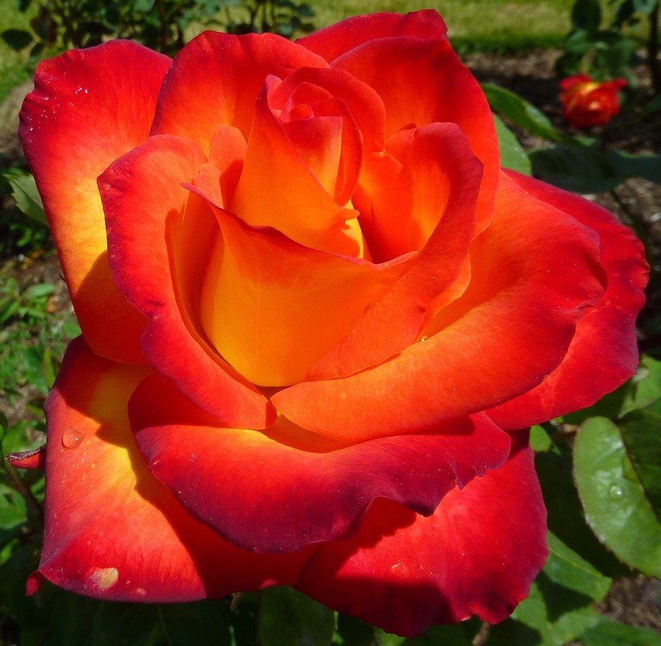 Big red rose flower free image download