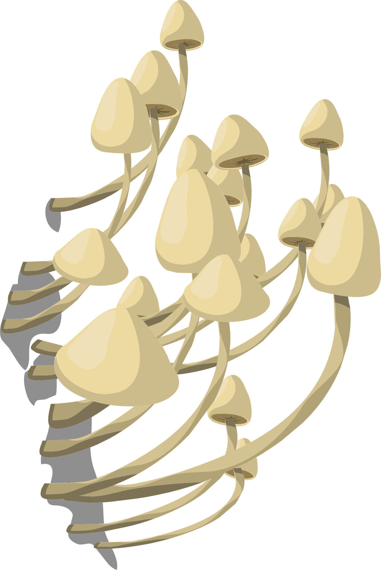 Clipart of the beautiful, white mushrooms at white background free