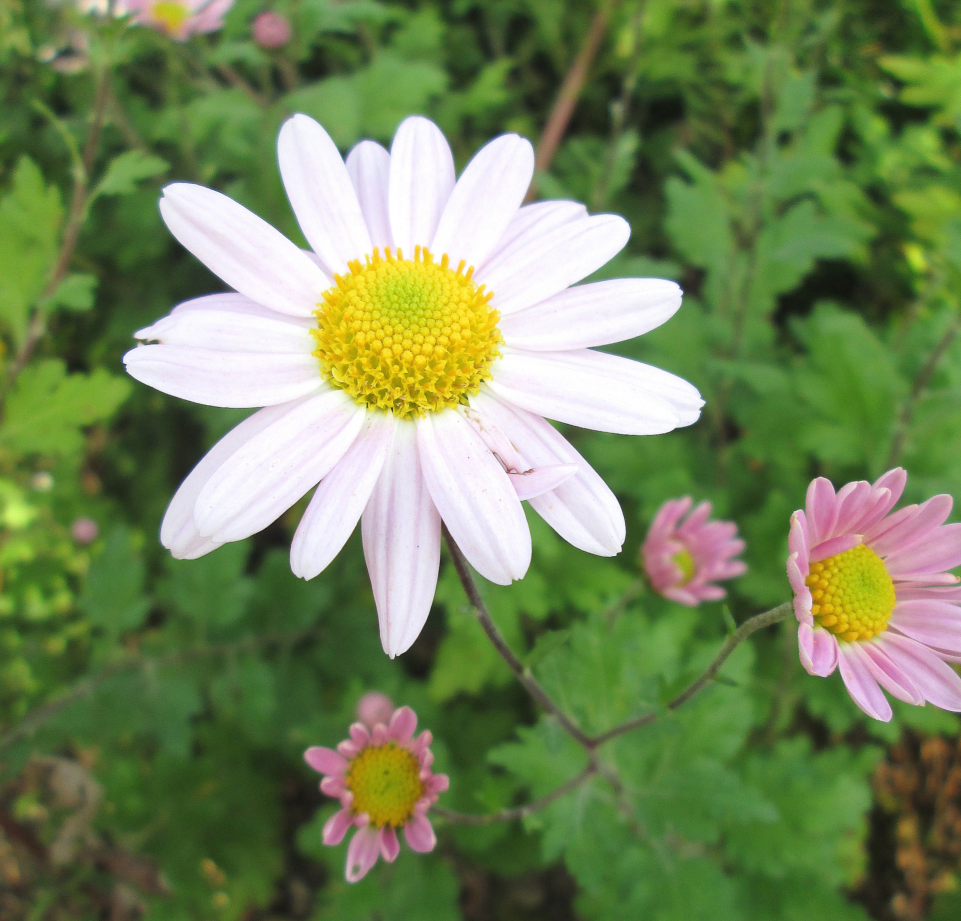Pink and white winter asters free image download