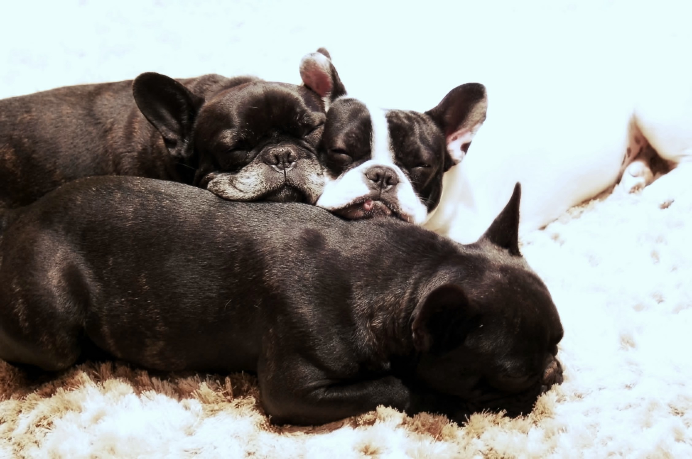 French bulldogs sleep free image download