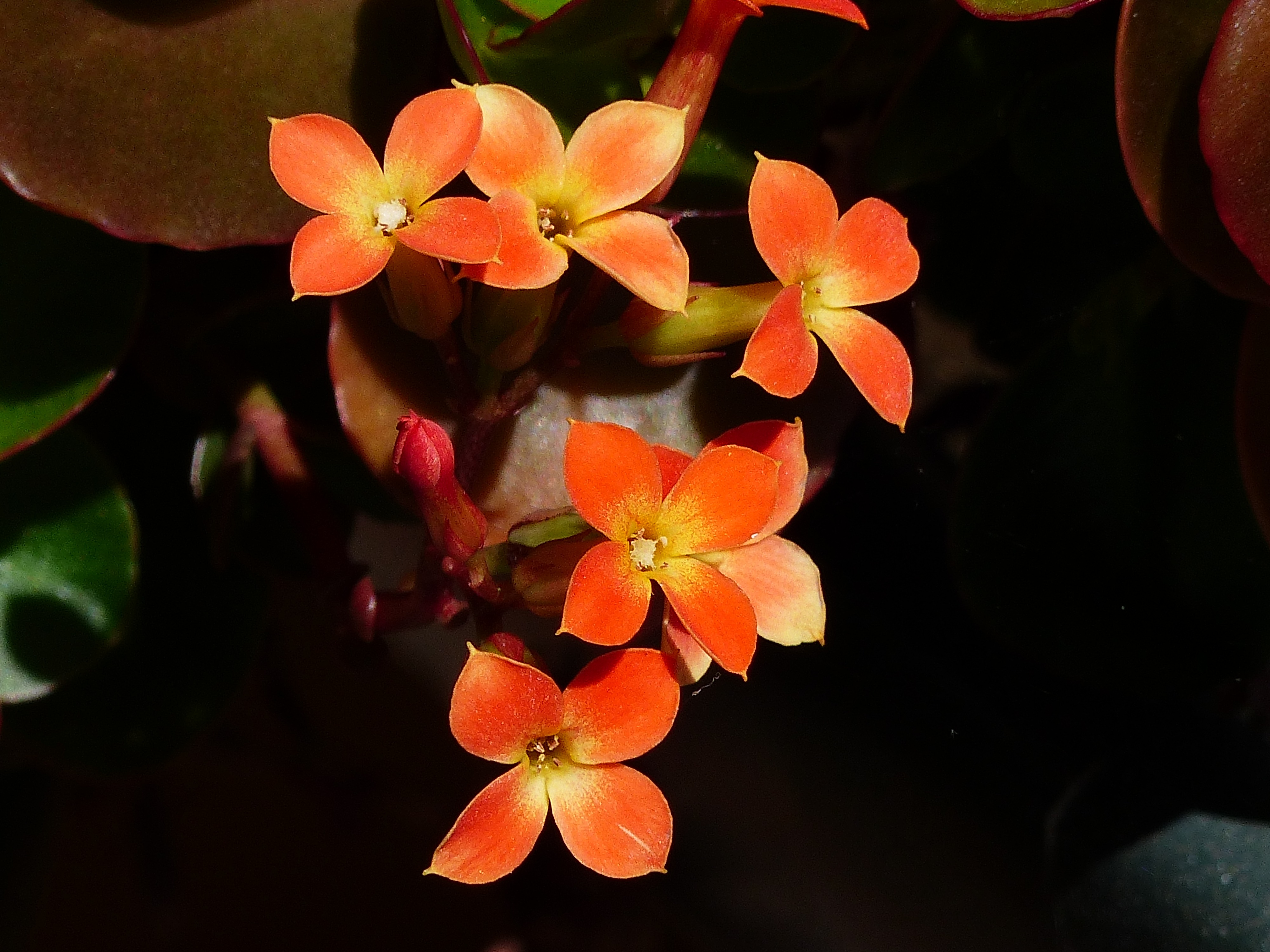 Cute orange flowers free image download