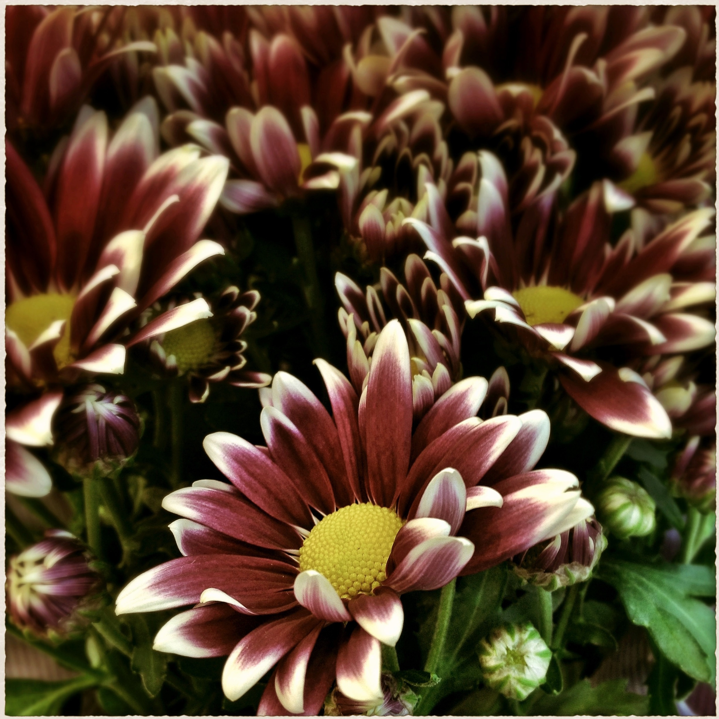 Maroon flowers close up free image download