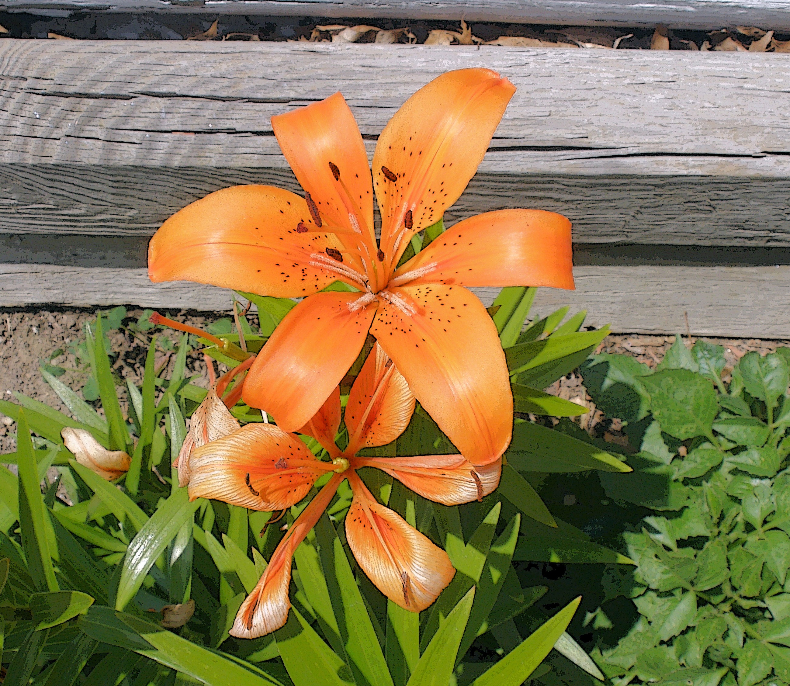 Tiger lily blooming outdoor free image download