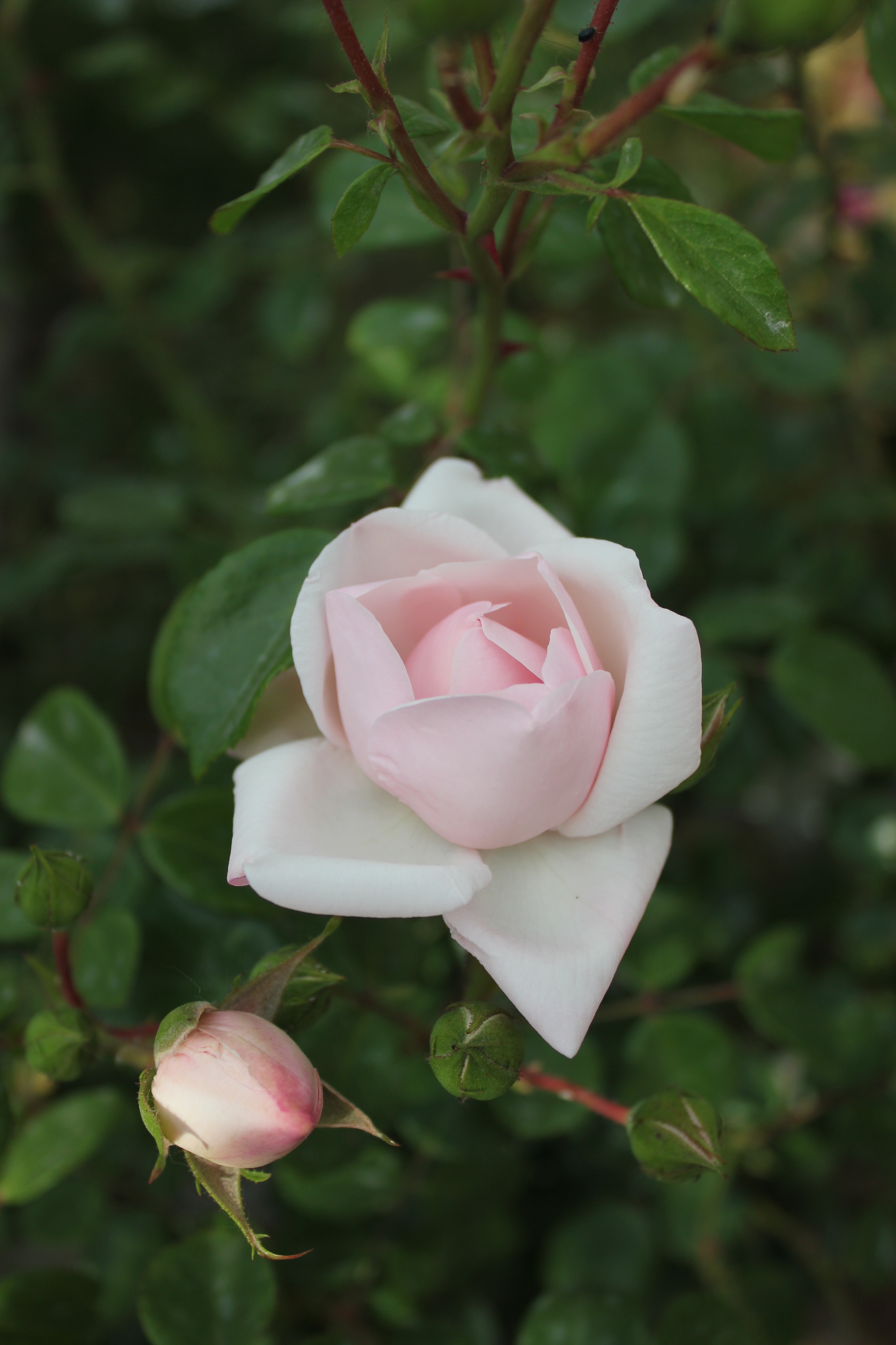 Bush with pale pink roses close up free image download