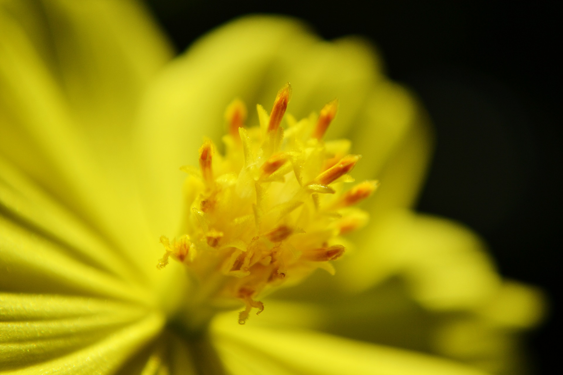 Sri lanka yellow flower nectar macro free image download