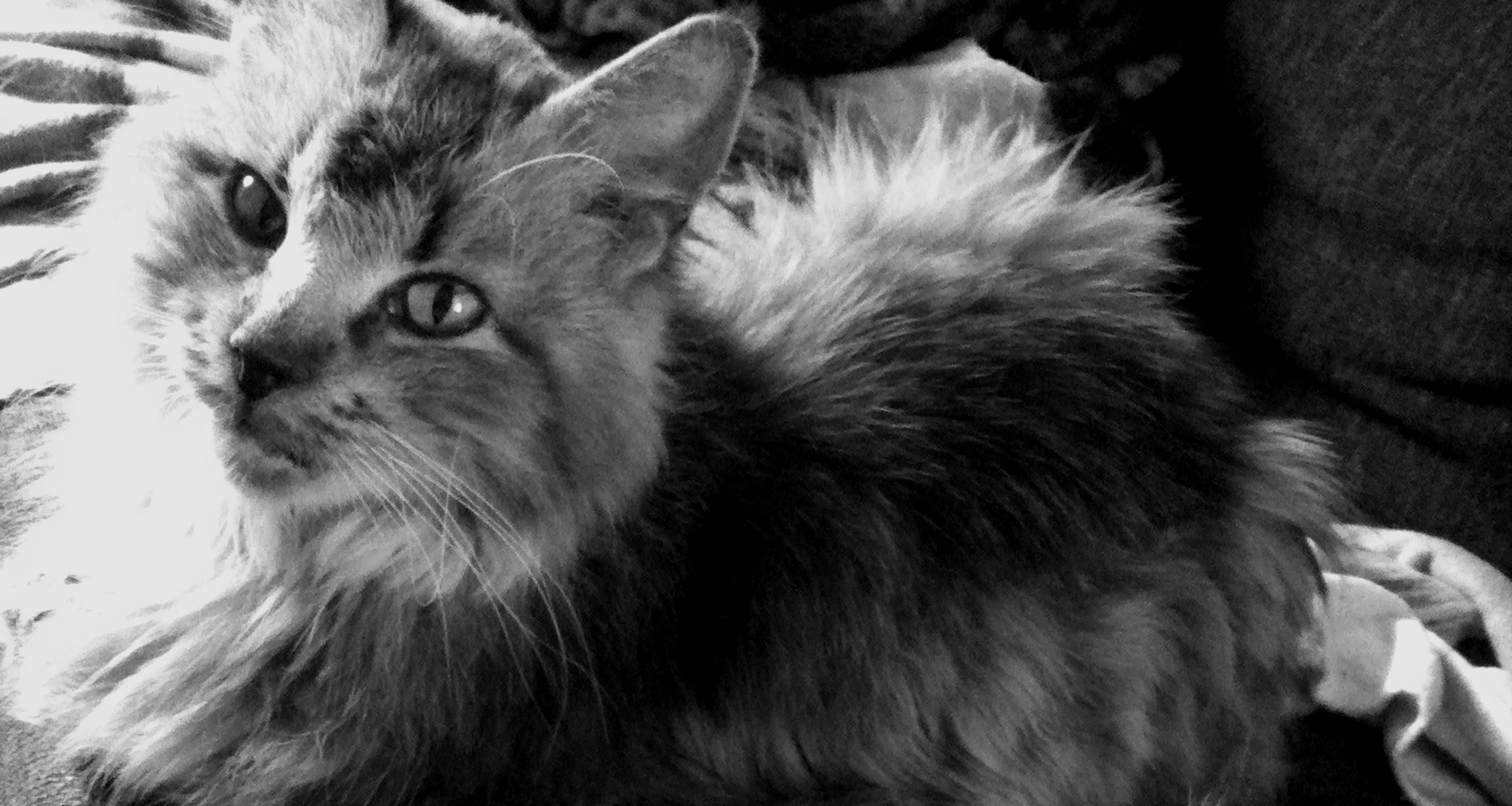 Black and white photo of a domestic cat on the bed free image download