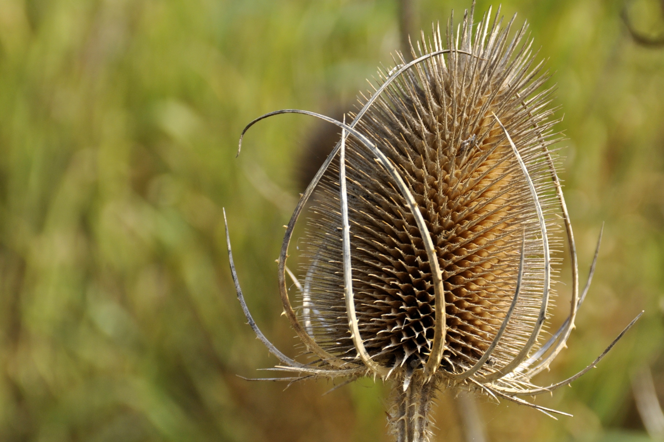 Dry thistle flower in the field free image download