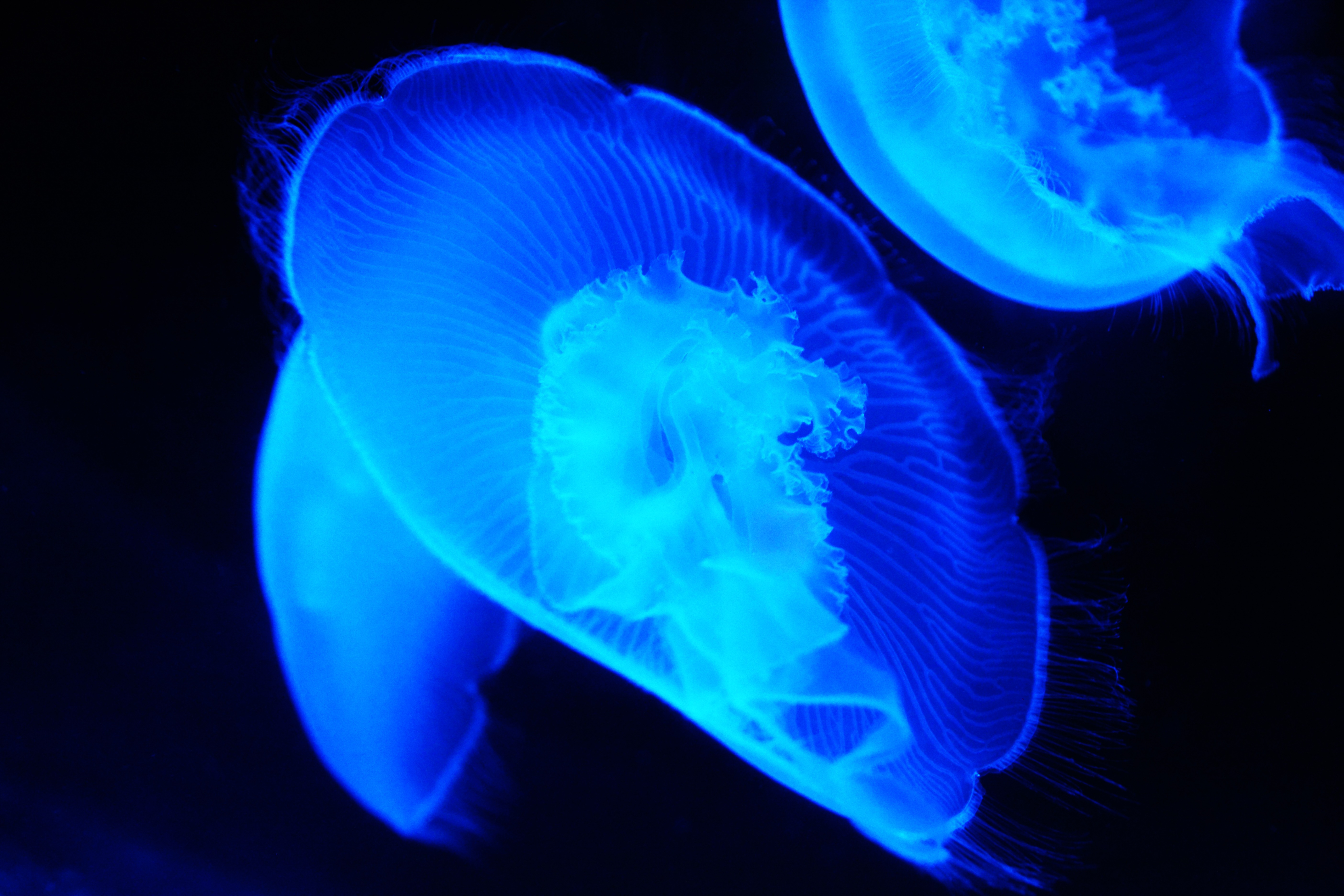 Dangerous blue jellyfish free image download