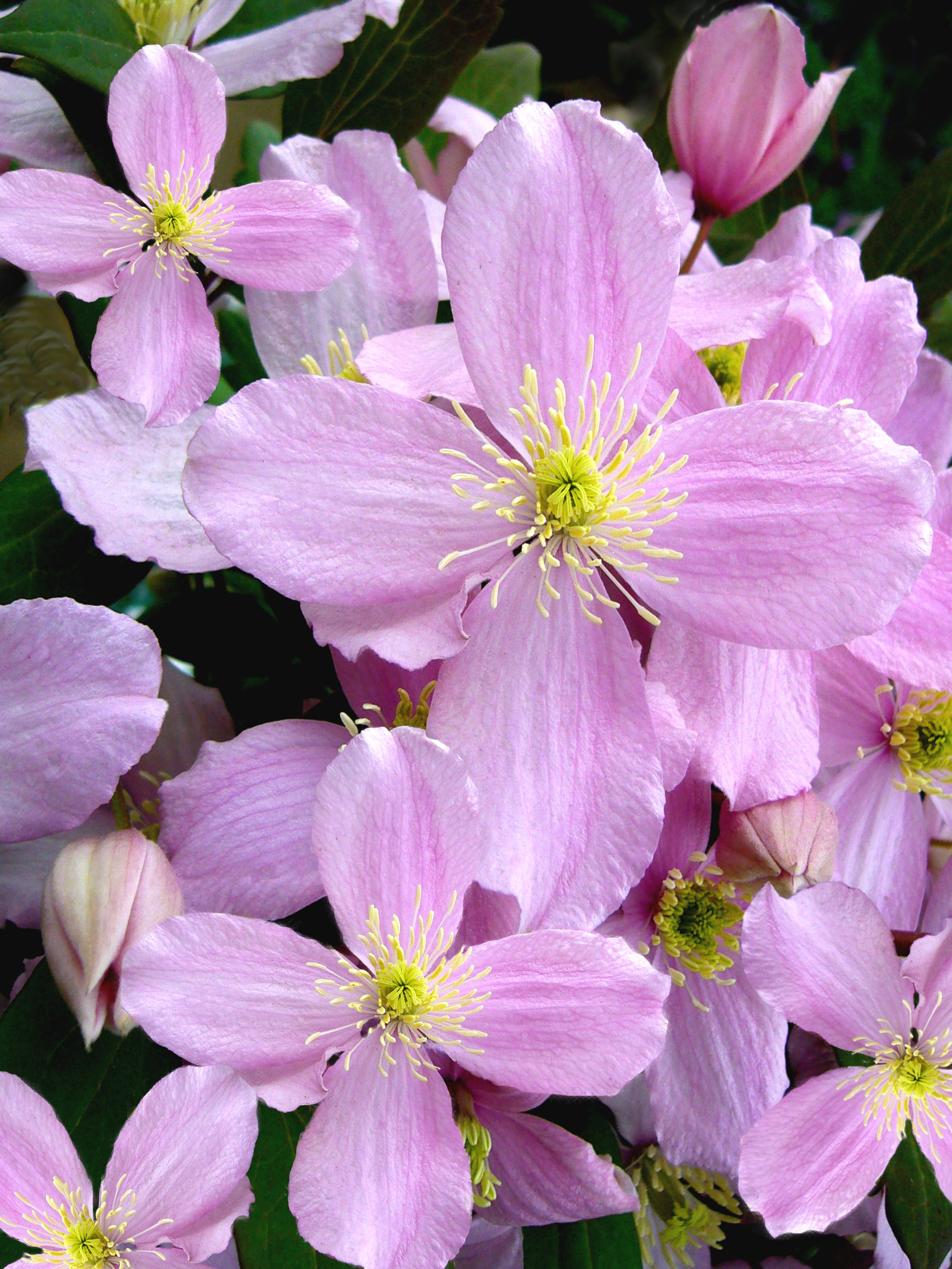 Clematis montana flowers closeup free image download