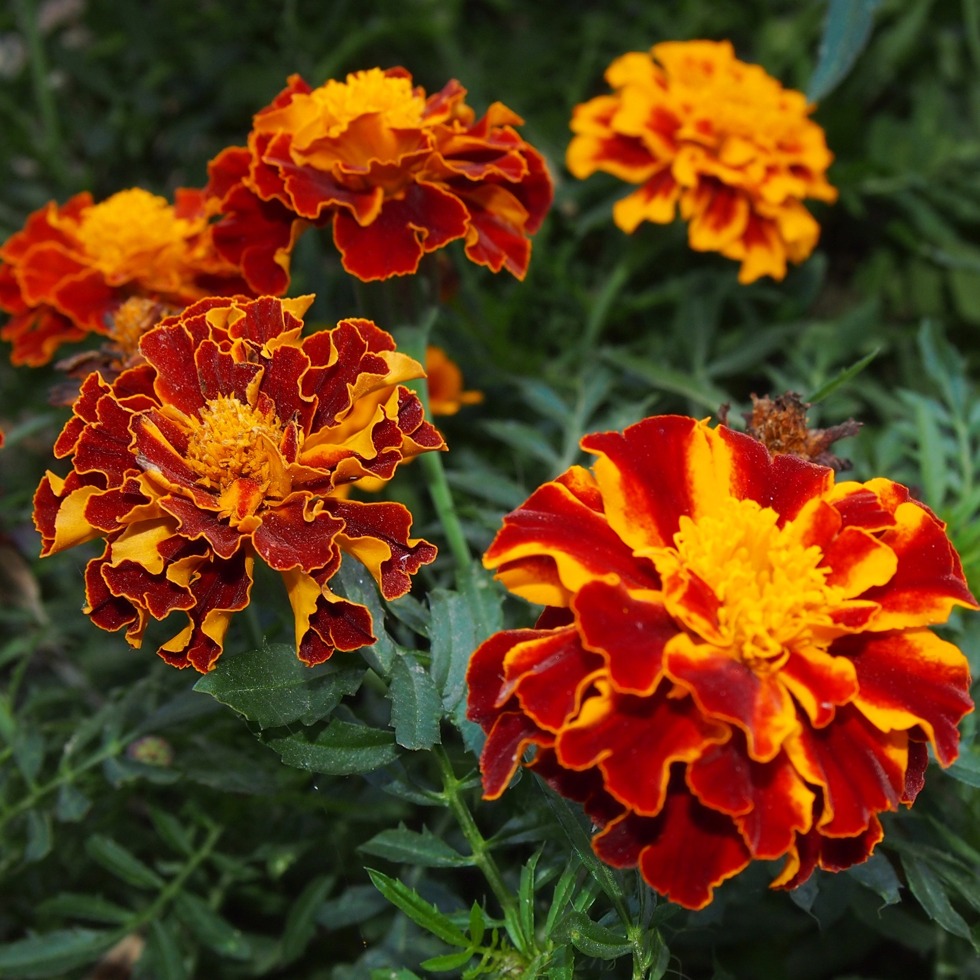 Red and yellow marigold flowers free image download