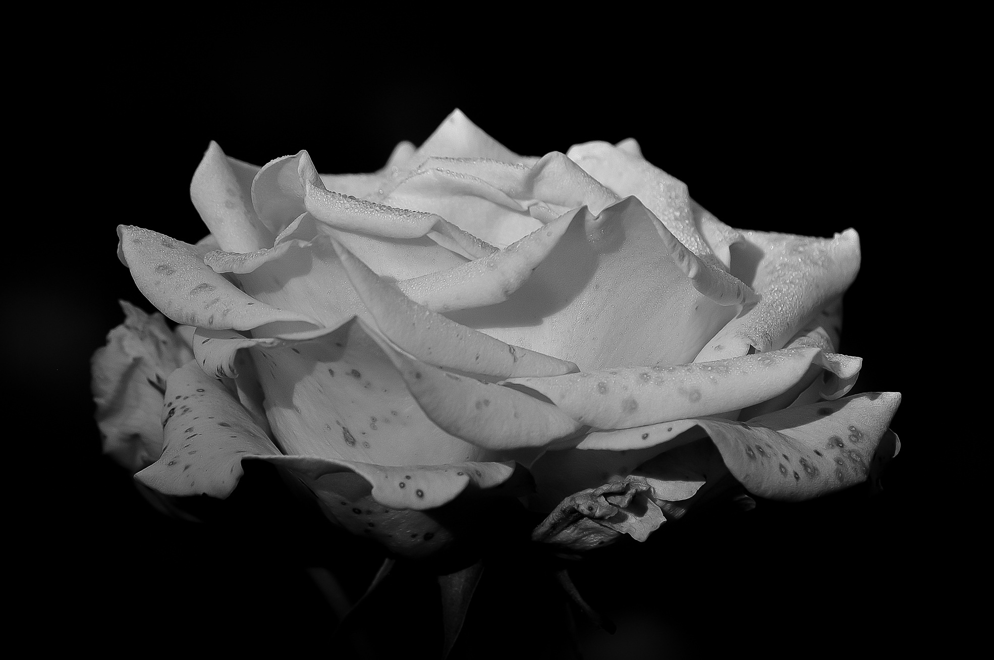 rose flower black and white photography free image download