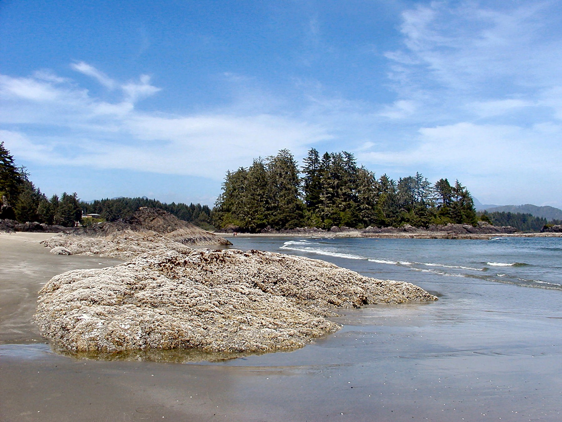 Beautiful Tofino with green trees on Vancouver Island, Canada free