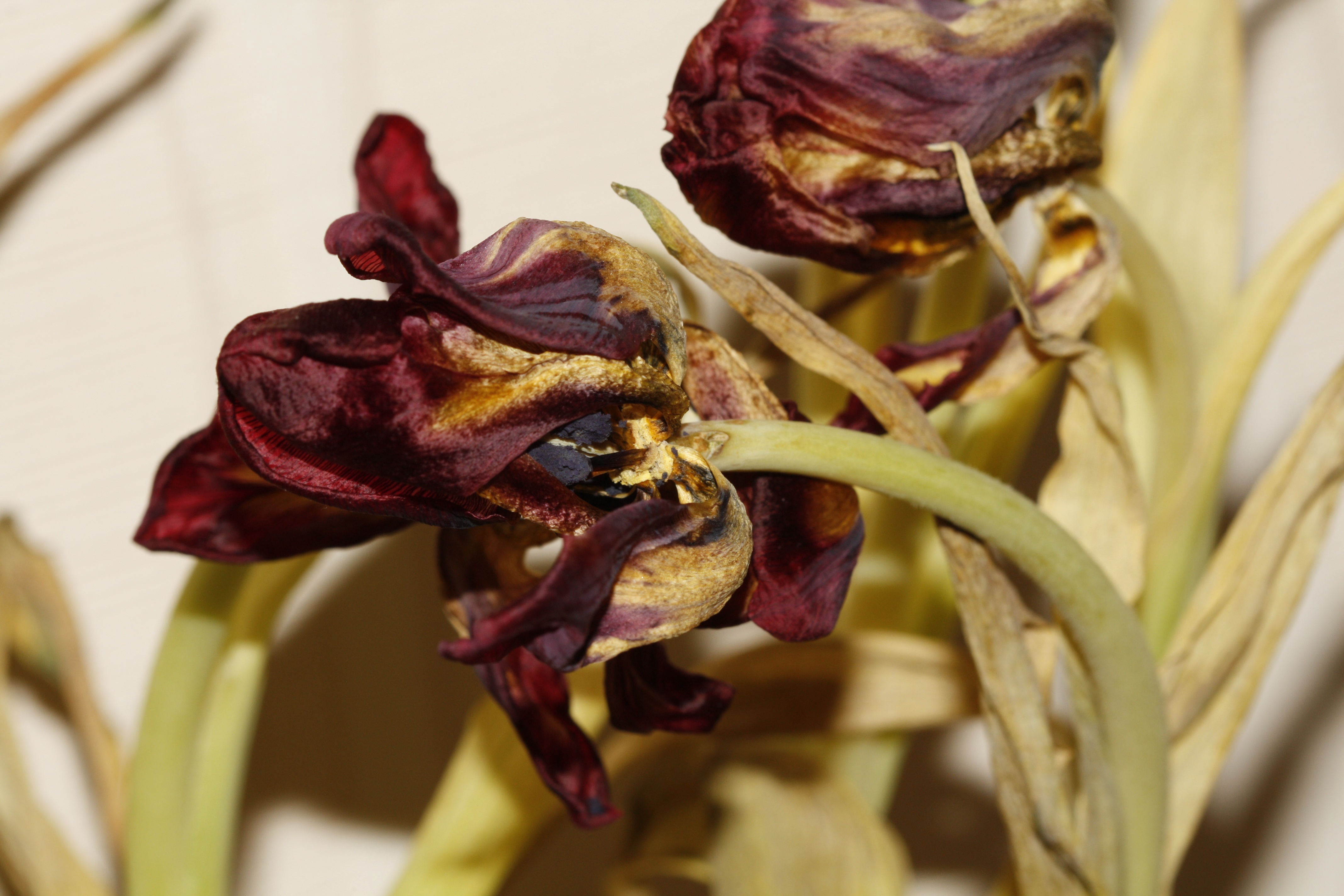 Dried tulips close up free image download