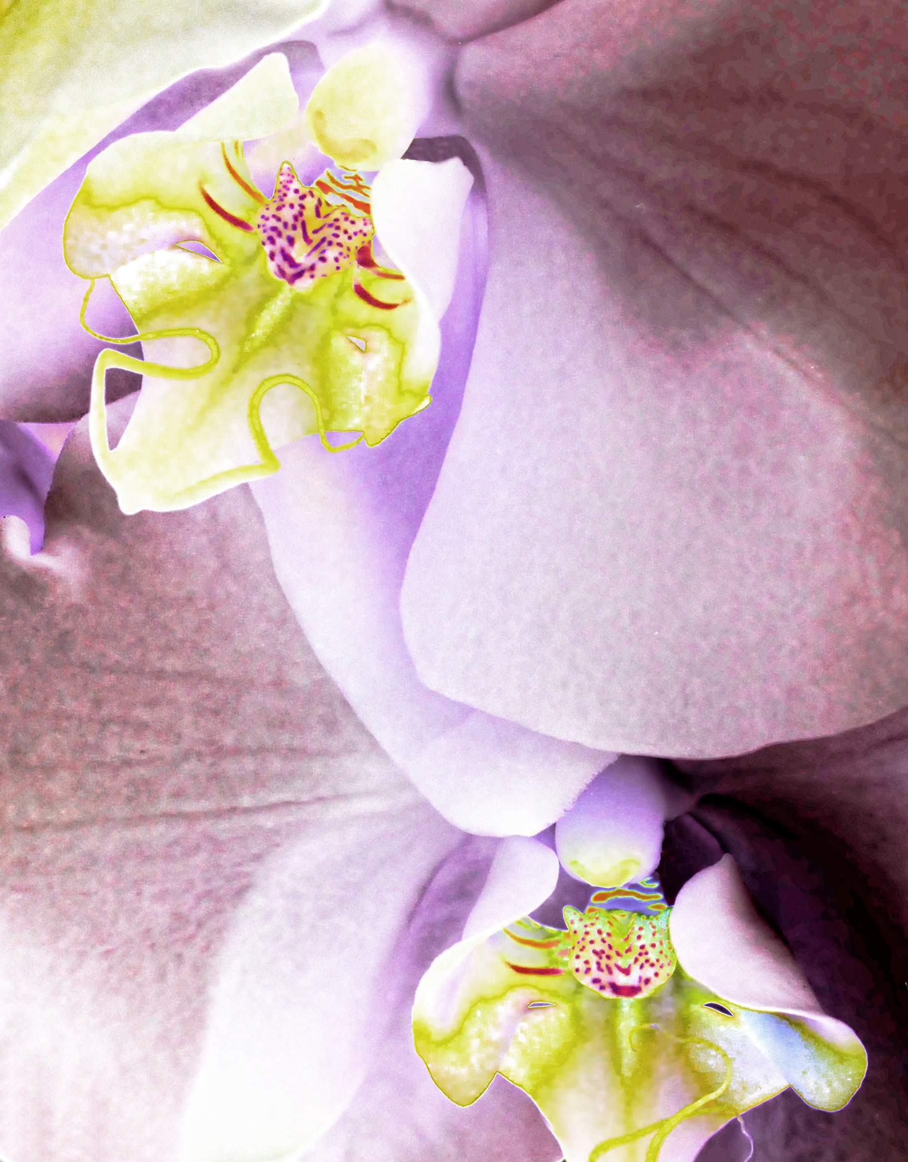Light purple orchid closeup free image download