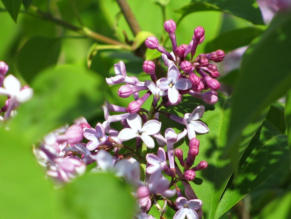 Lilac small flowers blossoming in the garden free image download