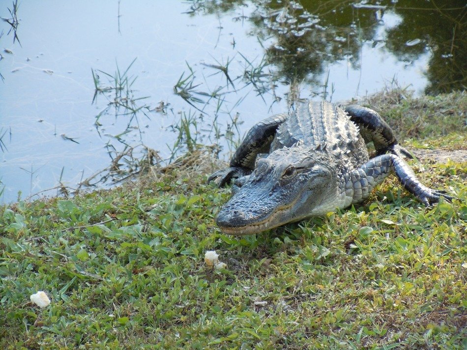 Dangerous alligator by the river free image download