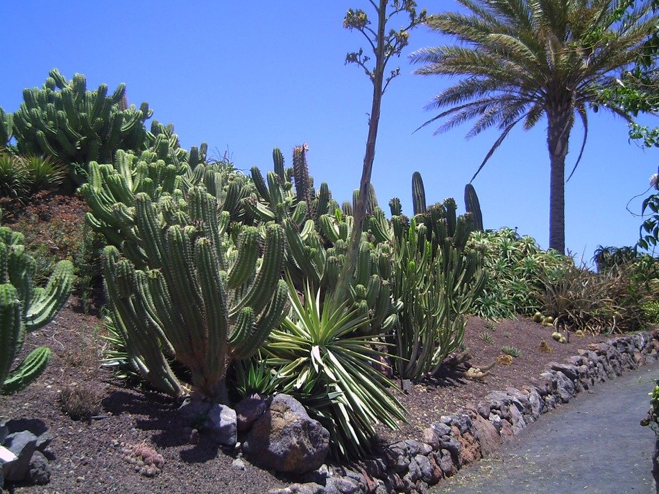 Garden cacti free image download