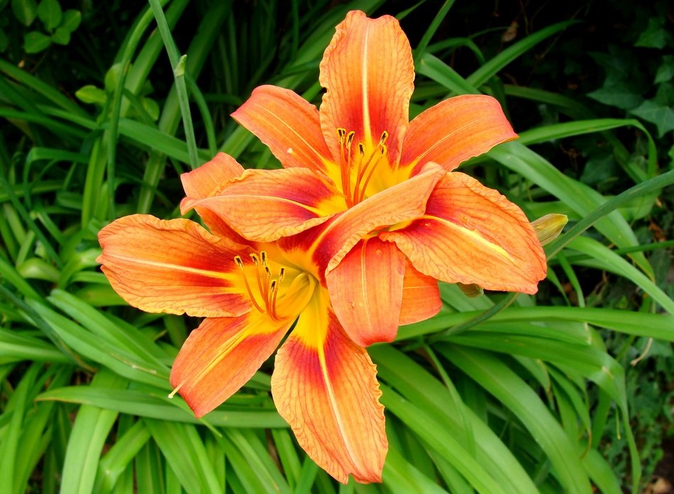 Two orange lilies grow in a green garden free image download