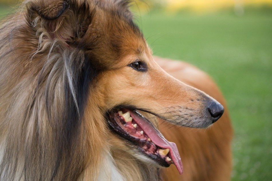 Collie rough dog free image download