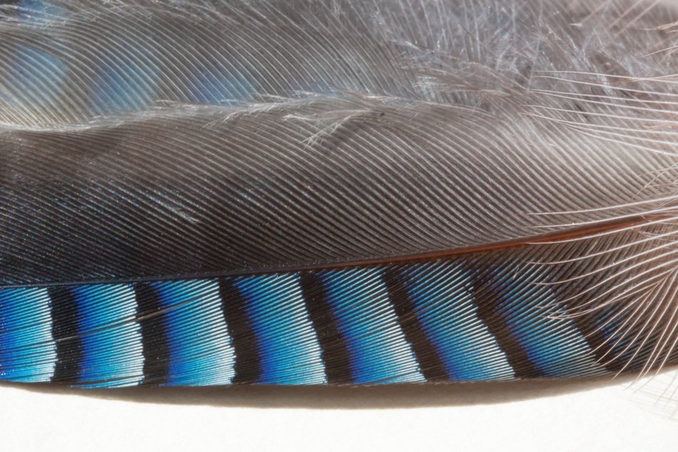 Striped blue black feather free image download