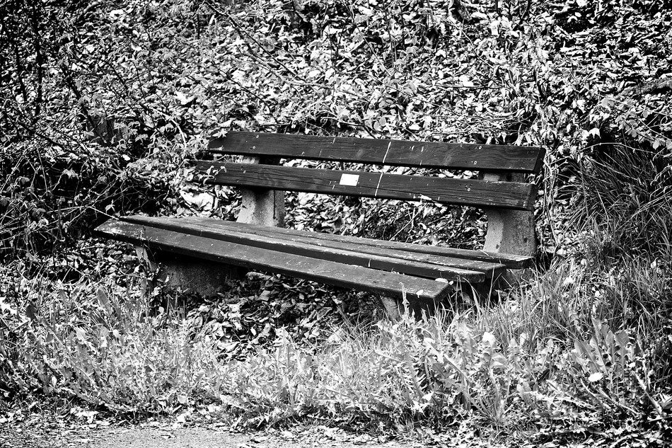 Lonely bench in germany park free image download