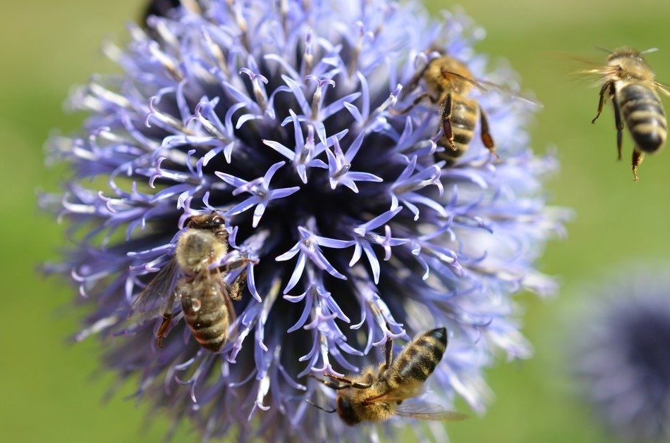Many bees on one flower free image download