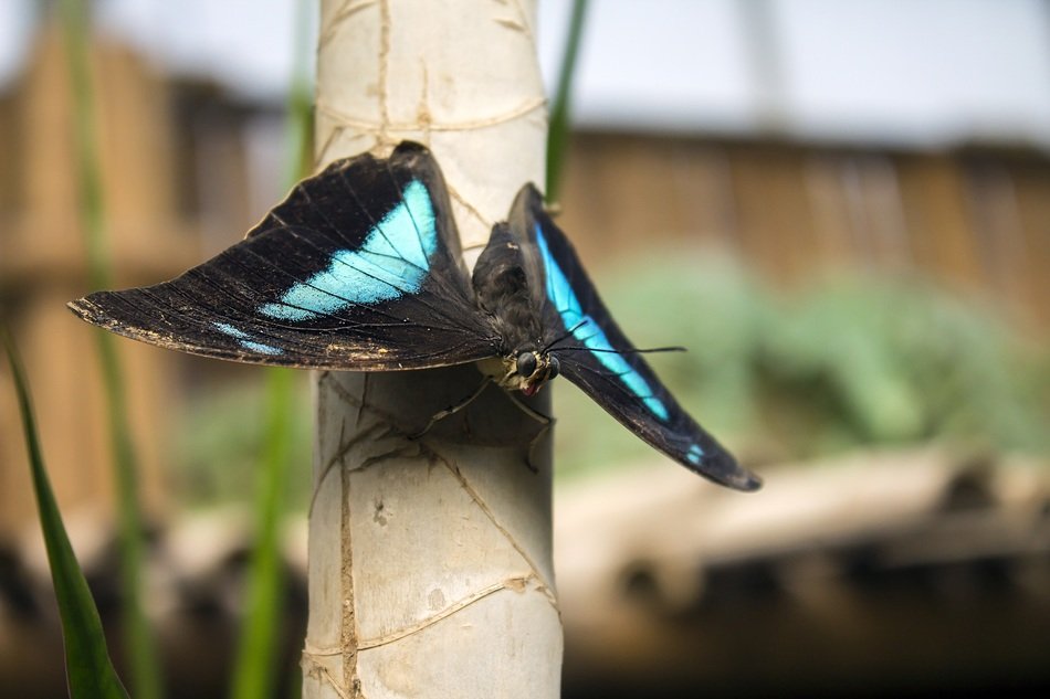 Black butterfly with blue stripes on a tree stem free image download