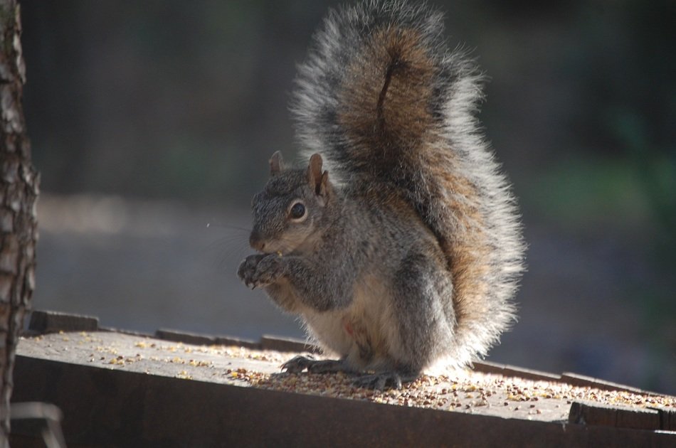 Squirrel eating seeds free image download