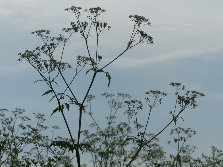Green cow parsley in the wild free image download