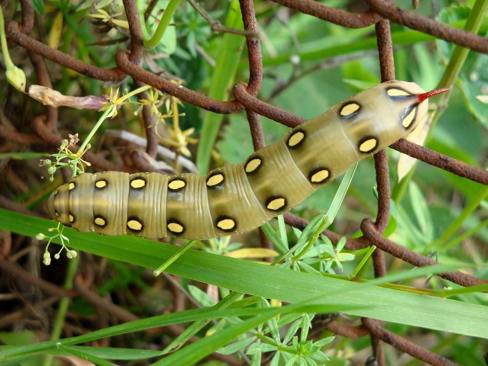 Large green spotted caterpillar free image download