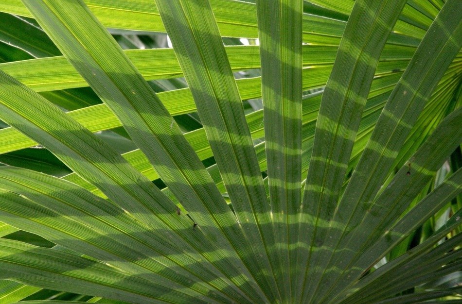 Palm fronds on the tree free image download