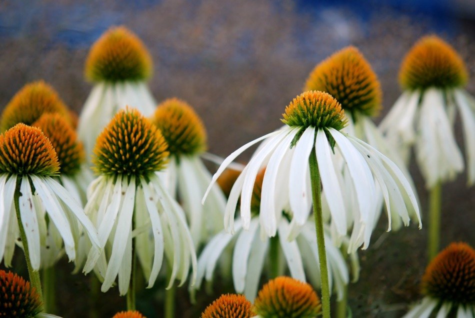 Many flowers of white echinacea free image download