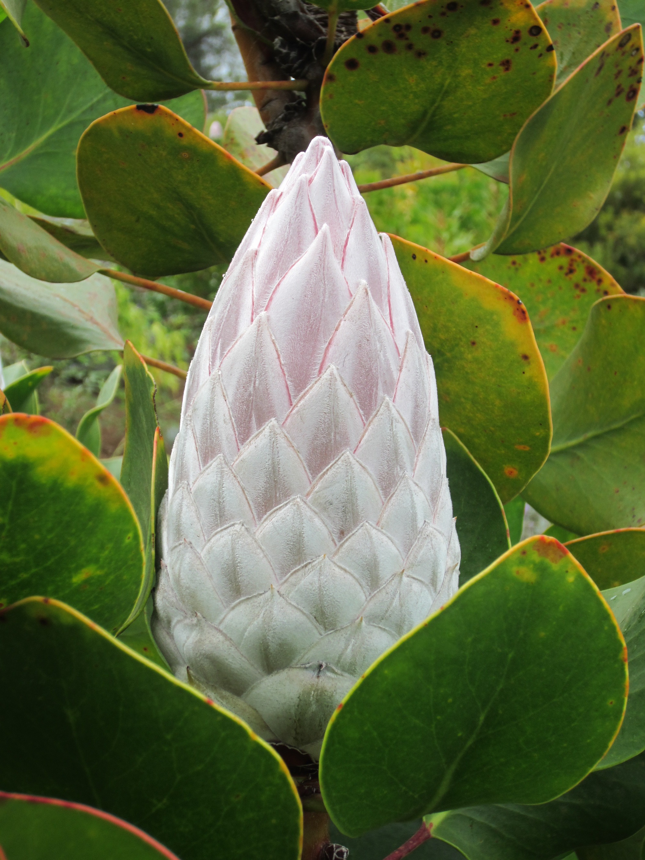 White exotic flower Bud closeup free image download