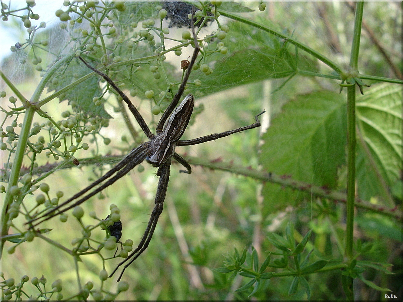 Big spider in nature free image download