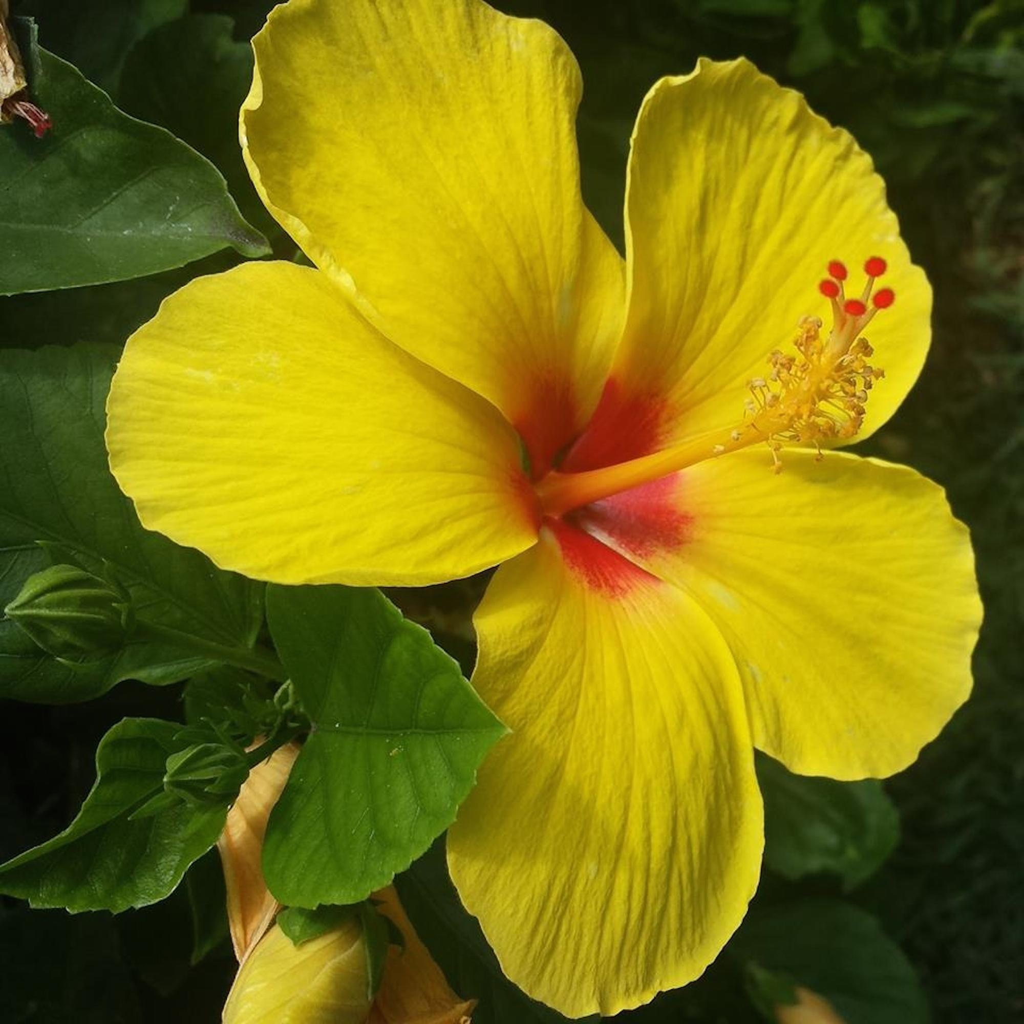 Yellow hibiscus flower close up free image download