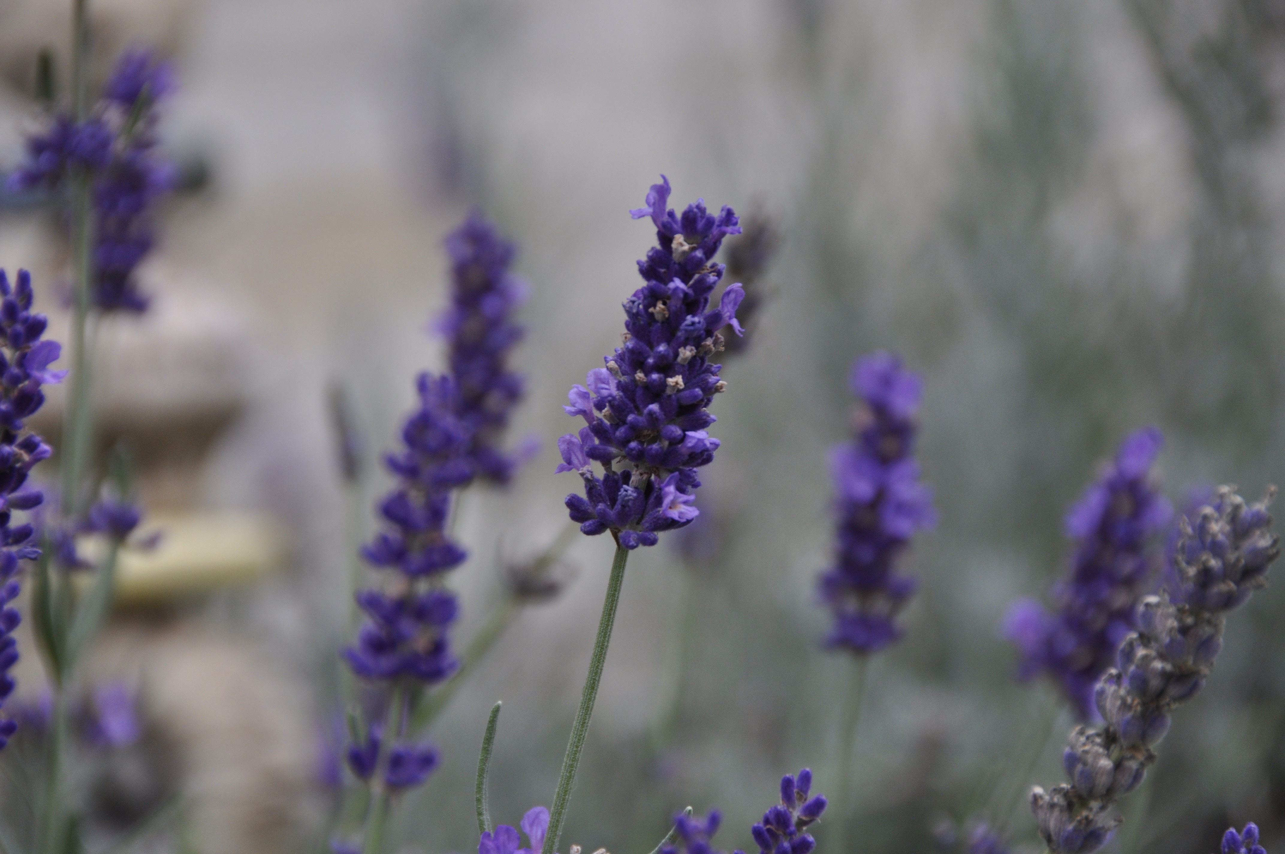 Dark purple lavender free image download
