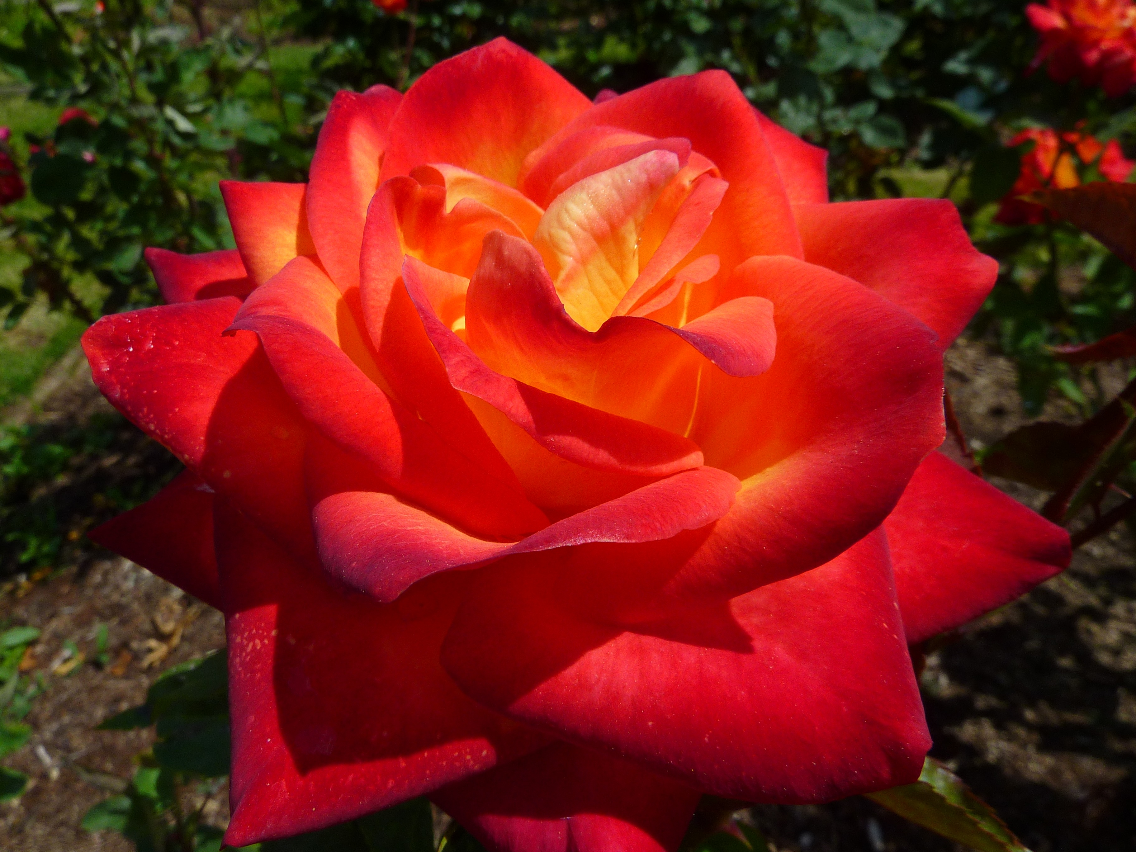 Perfect orange red rose flower free image download