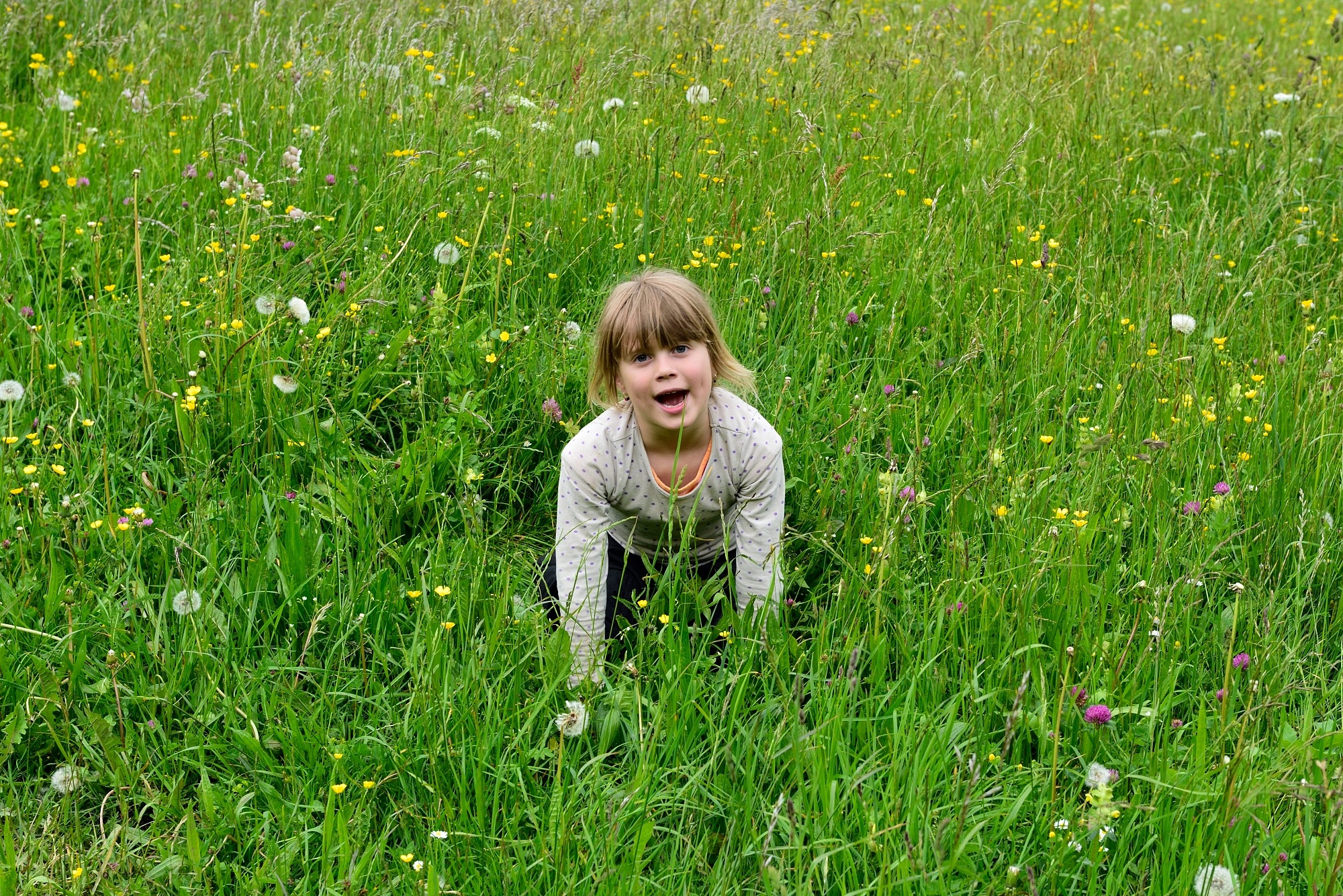 Girl in the meadow free image download