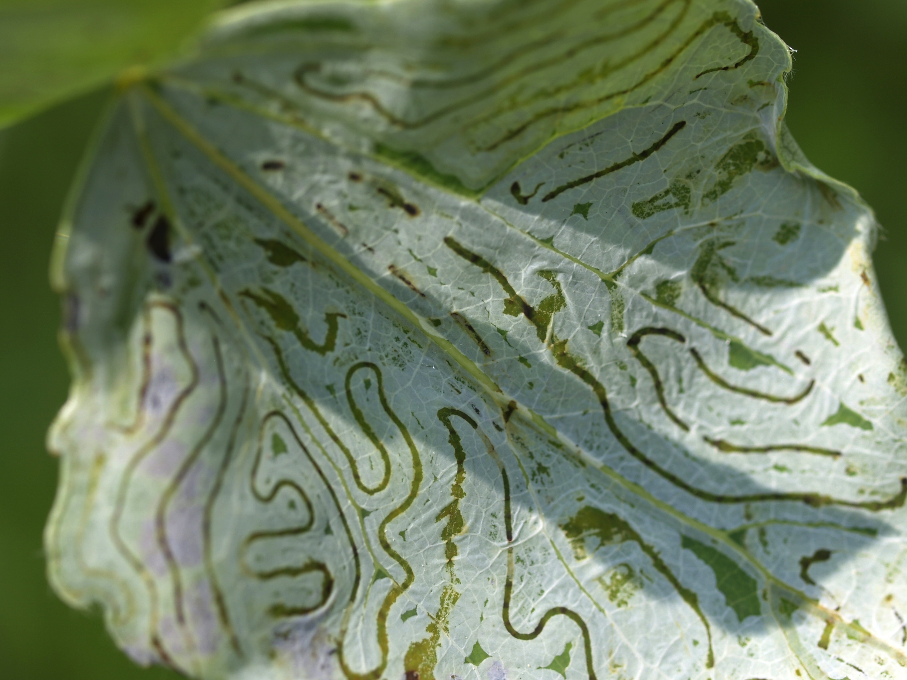 Leaf with white stains closeup free image download