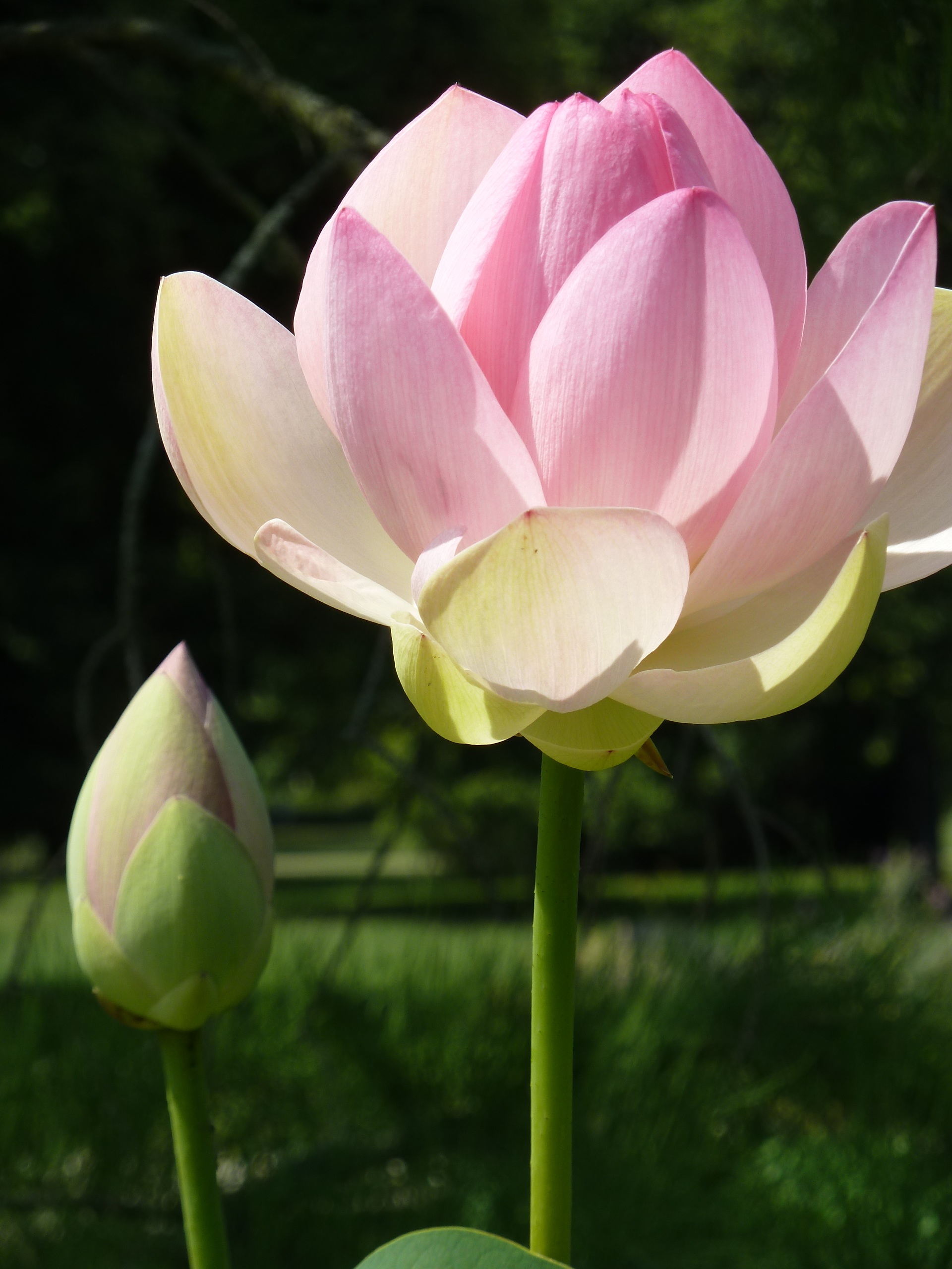 Delicate summer lotus flower free image download