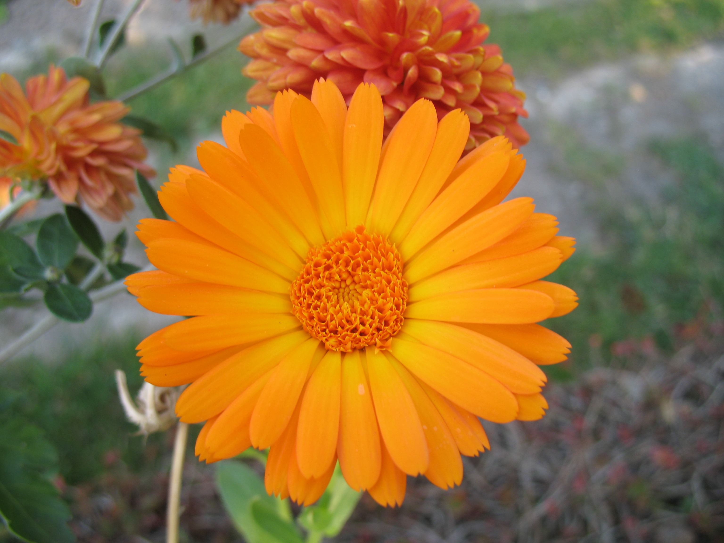 Bright orange daisy bud free image download